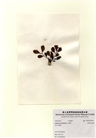 藏品(重緣葉馬尾藻)的圖片